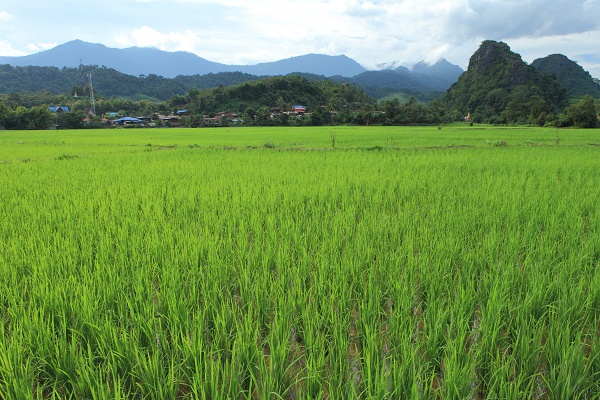 Rice field in Nan, Thailand. Image courtesy of the Tourism Authority of Thailand.