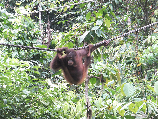 Orangutan at Sepilok Rehabilitation Centre